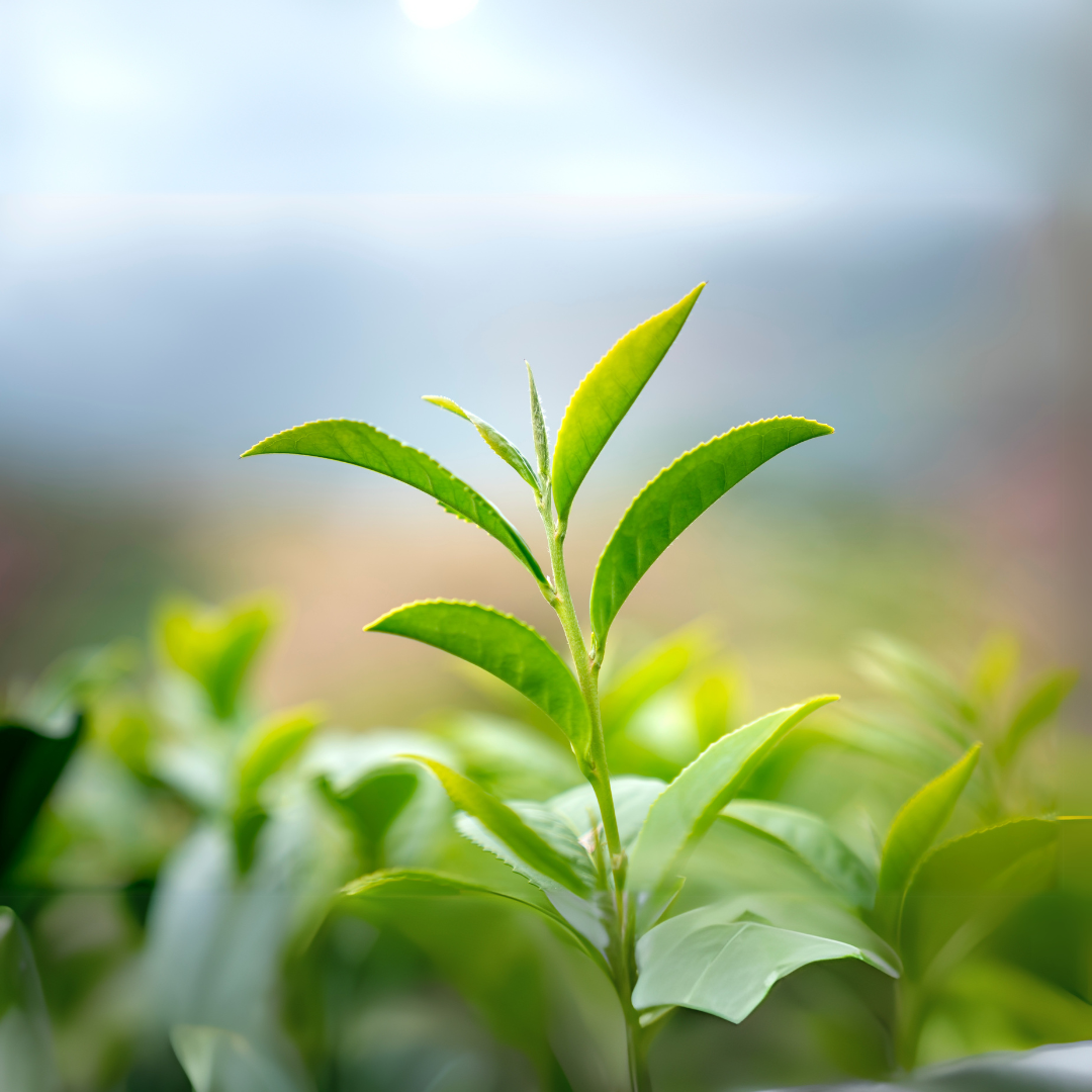 What is L-Theanine and How Does It Work? A Beginner’s Guide