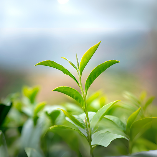 What is L-Theanine and How Does It Work? A Beginner’s Guide