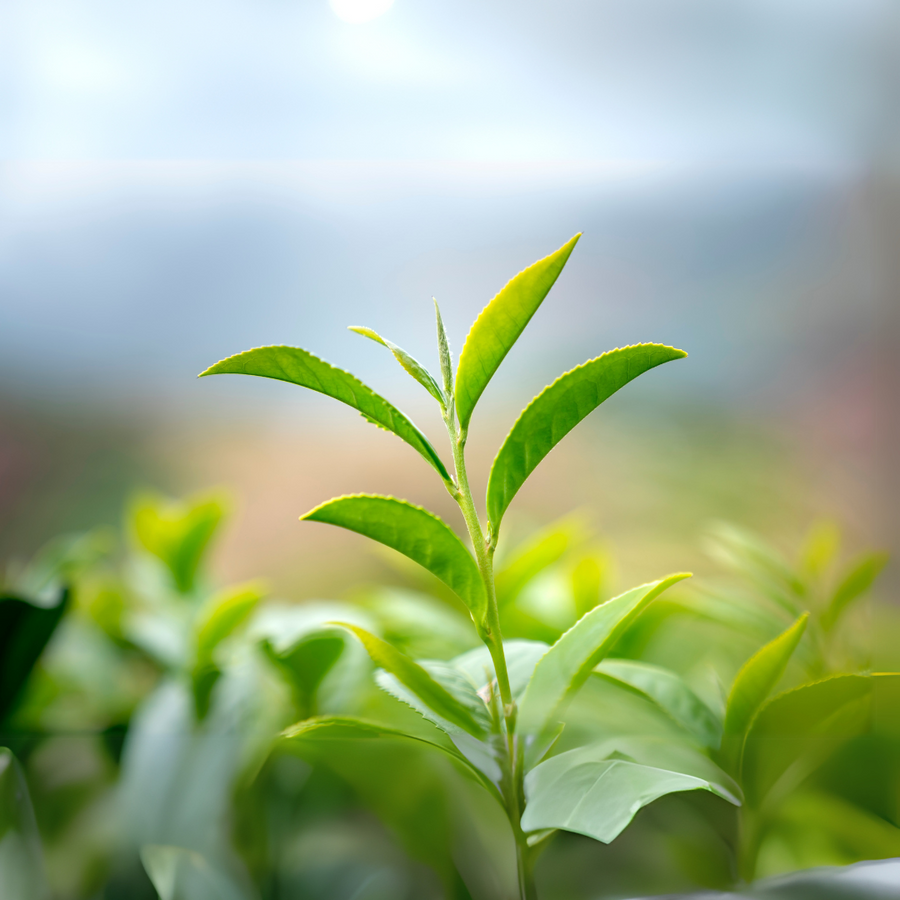 What is L-Theanine and How Does It Work? A Beginner’s Guide