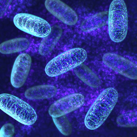 What Is Mitochondrial Health? Understanding Cellular Energy and ATP